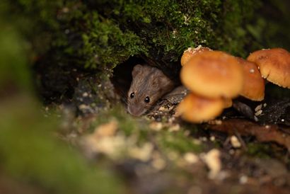 Small brown mouse peeking from a dark burrow beside orange mushrooms in a mossy forest floor