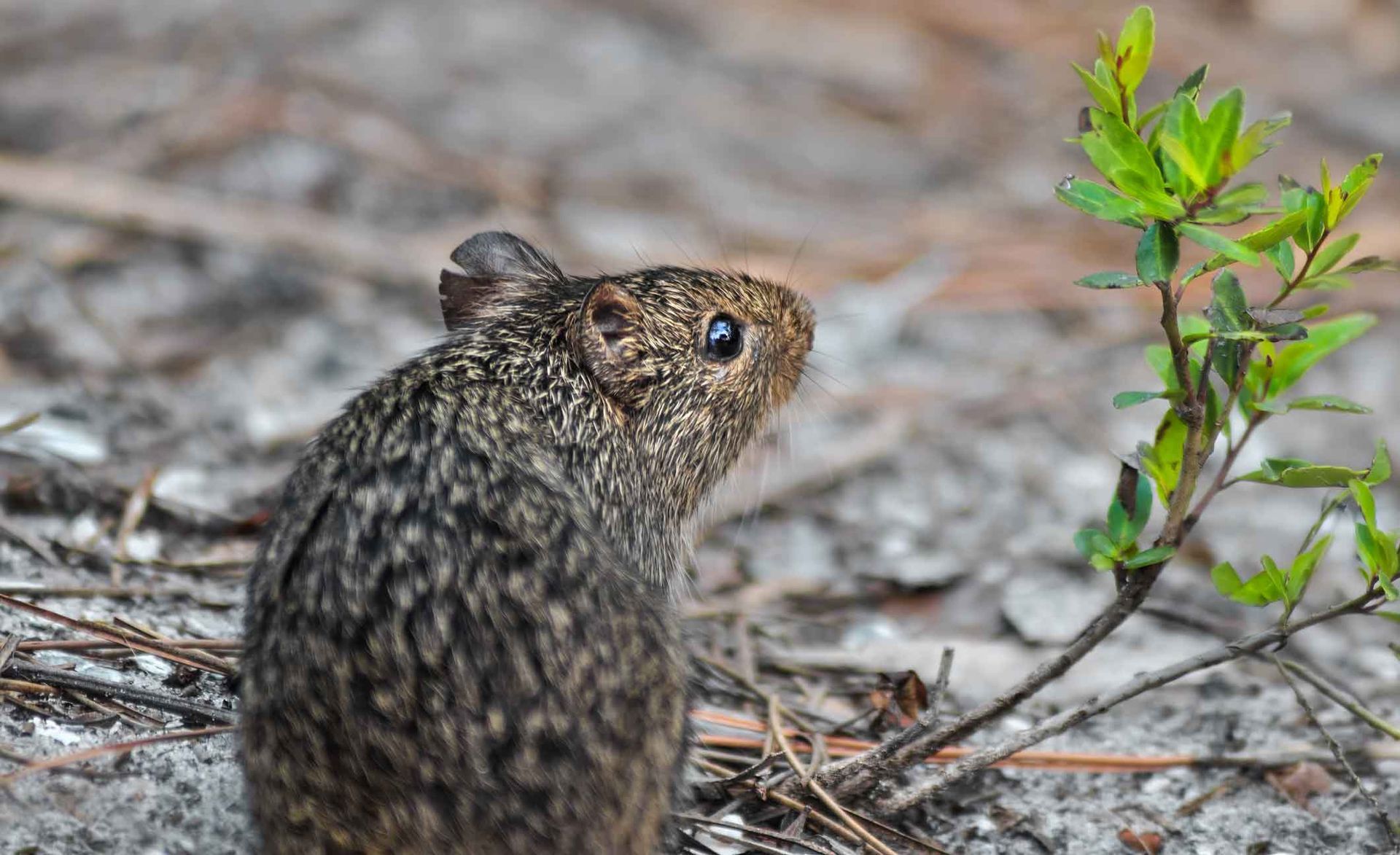 Small brown rodent beside a green plant on a sandy, leaf-strewn ground