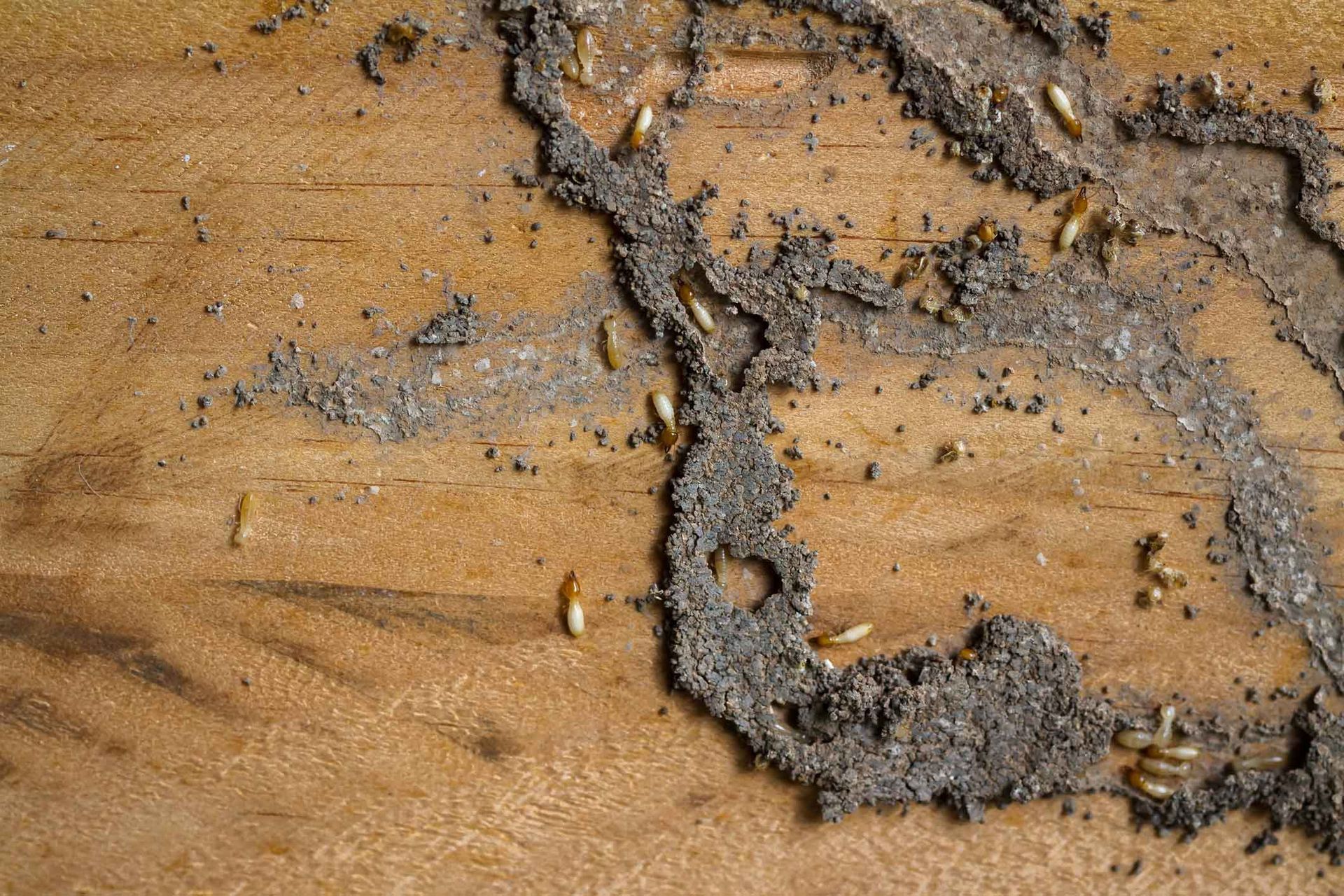 Mud-covered ground with cracks and small pebbles on a sandy surface