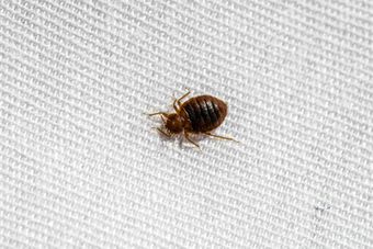 Small brown bed bug on a white textured fabric surface