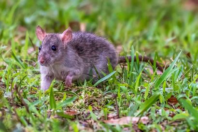 Small gray rat standing in green grass outdoors, facing left