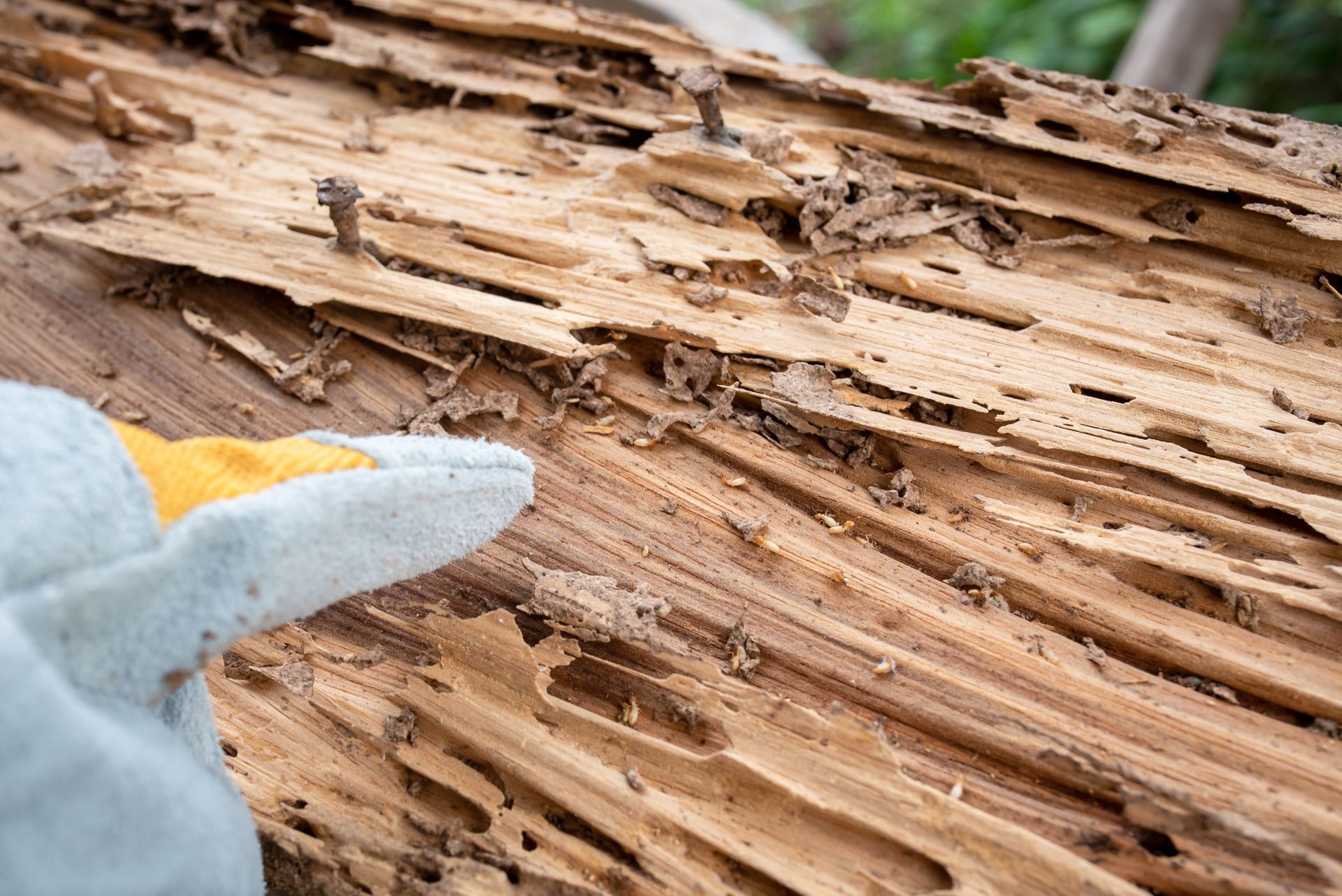 A professional in green coveralls inspects wood damaged by pests, using a flashlight to examine holes in a timber beam. A professional in green coveralls inspects wood damaged by pests, using a flashlight to examine holes in a timber beam.