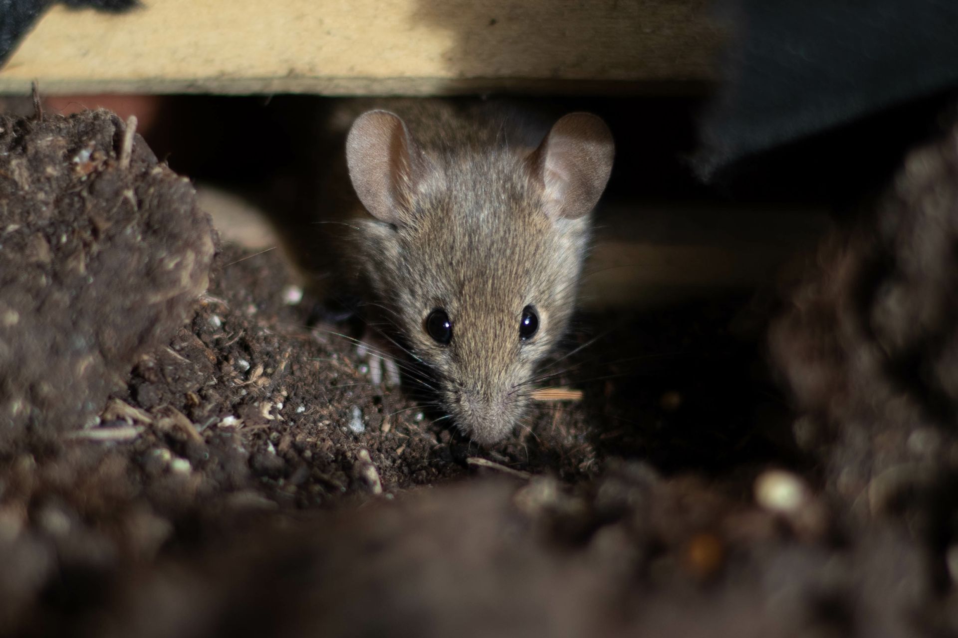 A small brown house mouse peers out from a dark, earthen burrow under a wooden board.