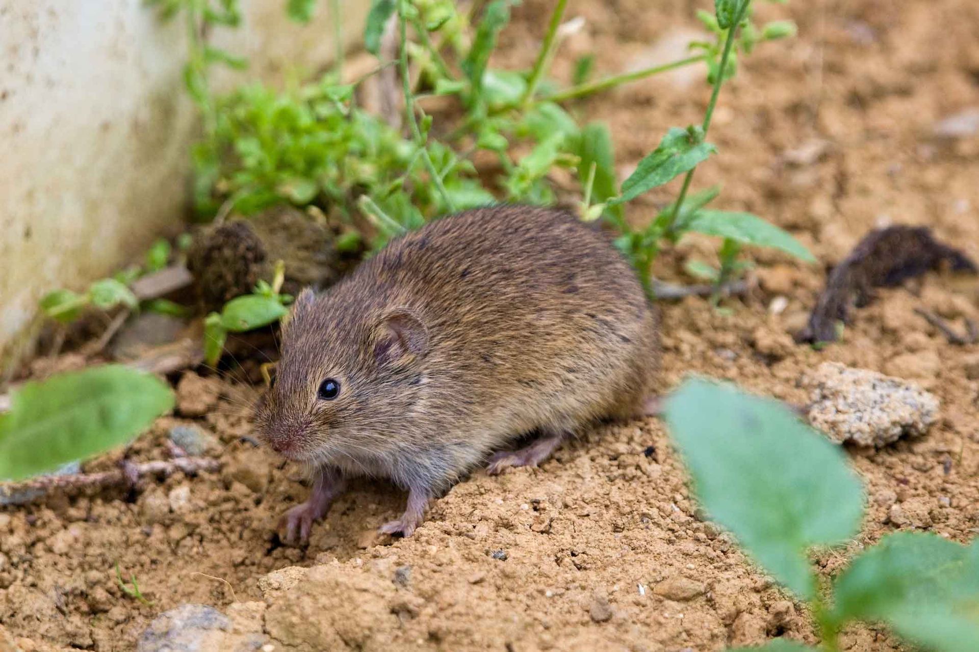 Small brown rodent on sandy ground beside green plants and rocks