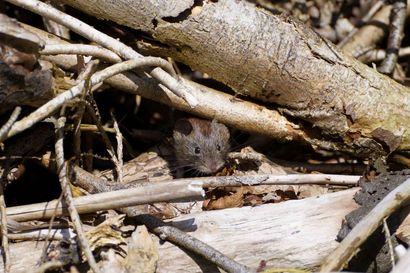 A small brown rodent hidden among tangled branches and dry leaves on the forest floor.