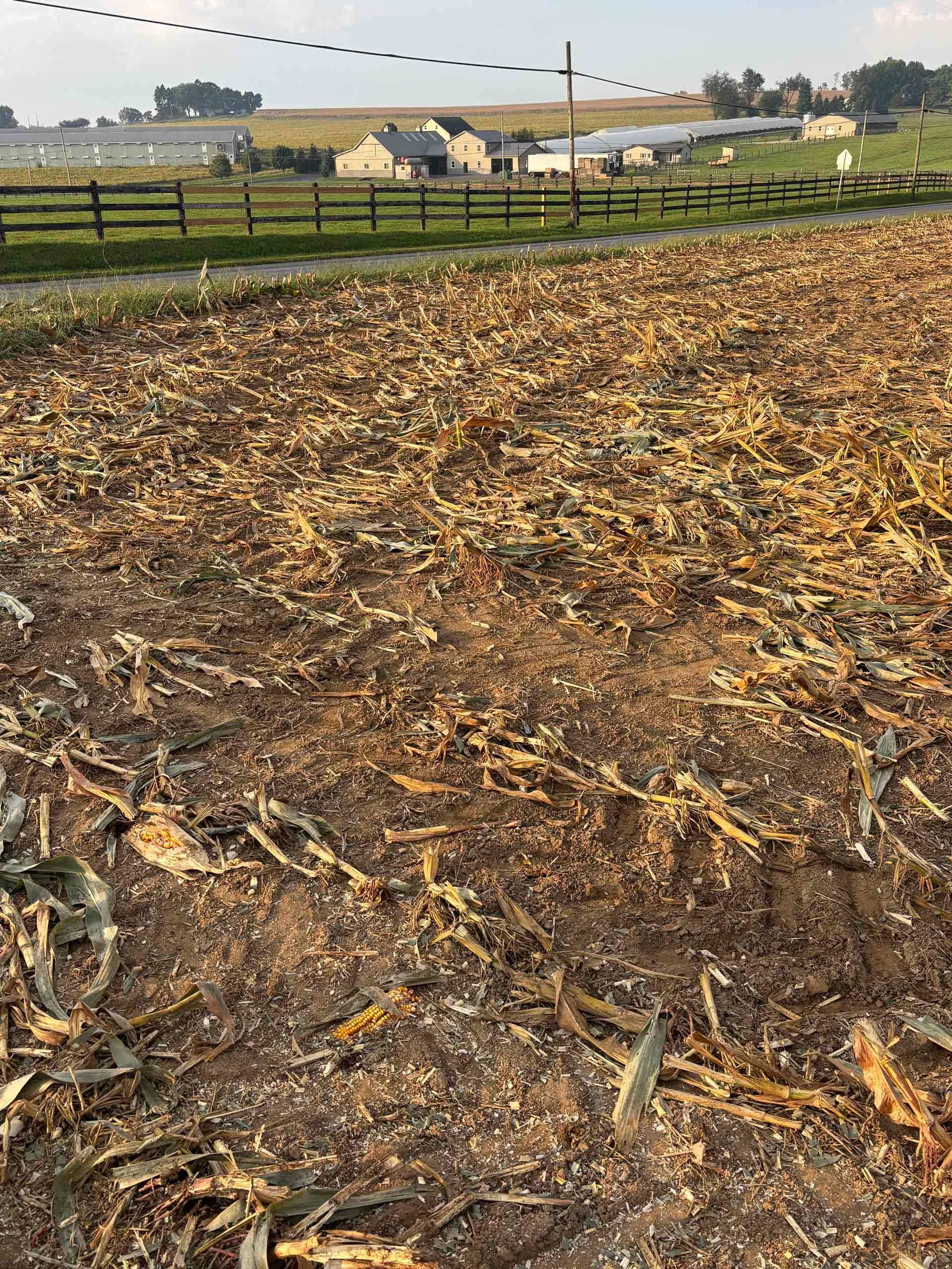 Plowed field covered with corn stalks in a rural landscape, with houses and trees in the distance.