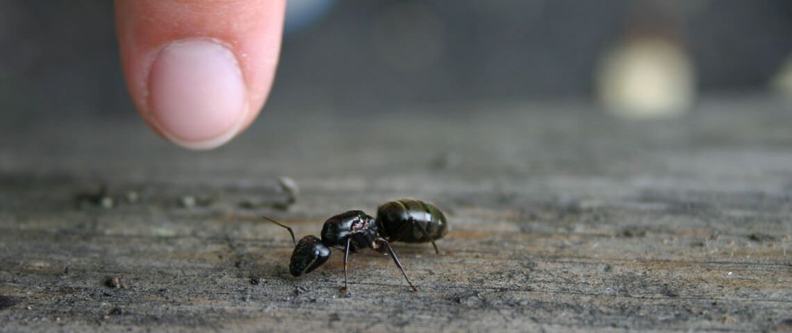 A human finger hovering over a large black ant crawling on a wooden surface.