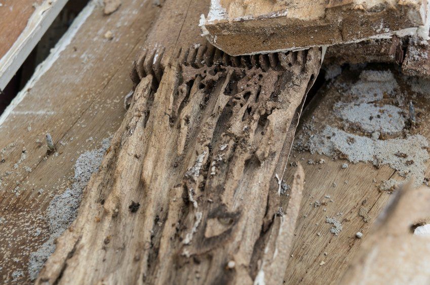 A wooden board heavily damaged by termite tunnels, showing hollowed-out grooves and fibrous, decaying texture.