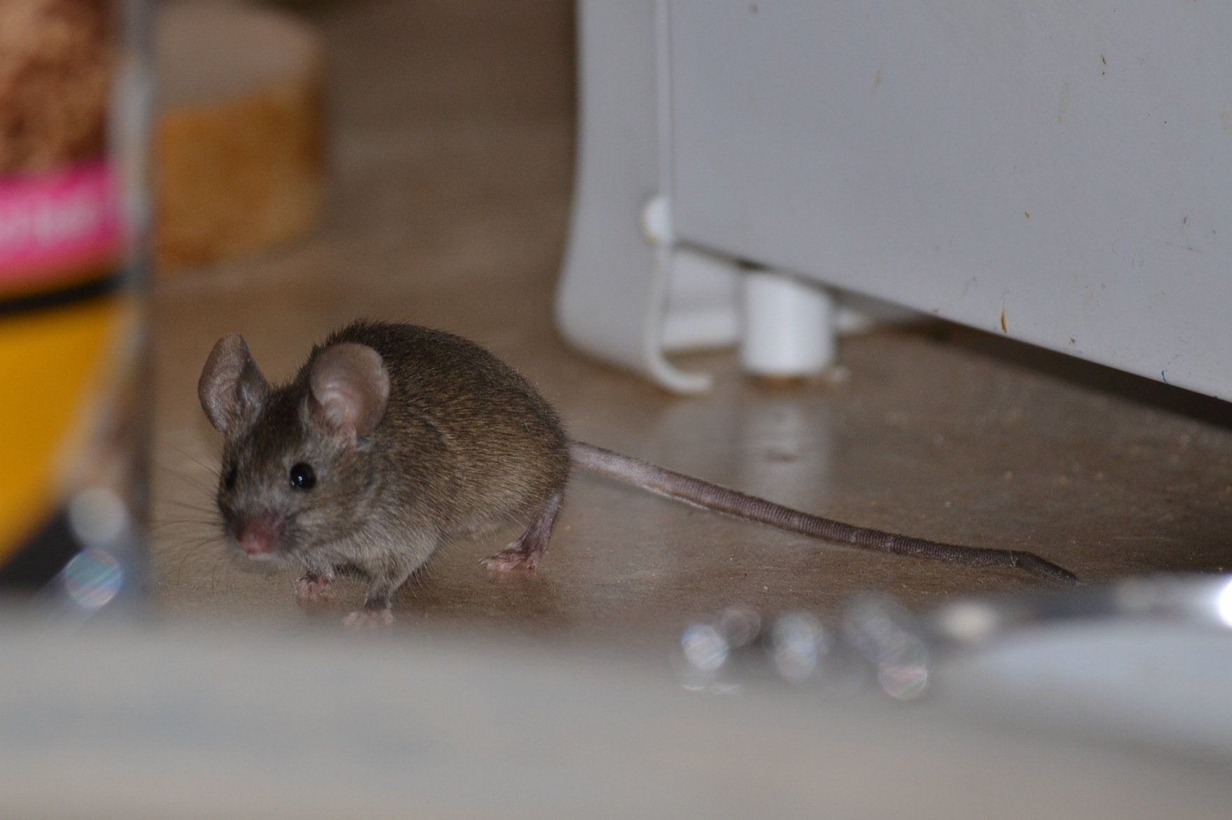 A small, brown house mouse stands on a light-colored surface, facing left near a white appliance.