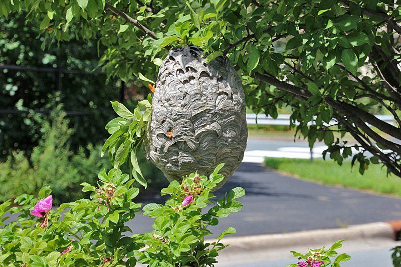 A large, papery, gray hornets' nest hanging from the branches of a leafy bush with small pink flowers.