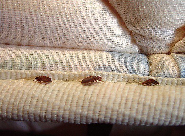 Three small, brown, oval-shaped bed bugs crawling along the stitched seam of a textured beige mattress.