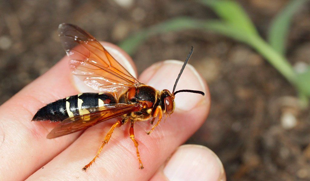 A black and yellow wasp with reddish wings rests on a person's fingertip against a blurred outdoor background.