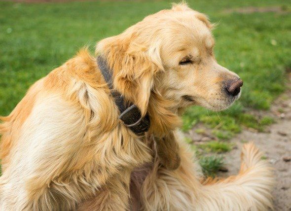 A golden retriever wearing a dark collar looks to the right while sitting in a grassy area.