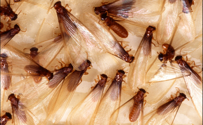 A cluster of winged brown termites, also known as swarmers, crowded together.