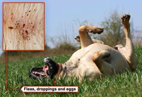 A light-colored dog lying on its back in grass with an inset photo showing flea dirt and eggs on its fur.