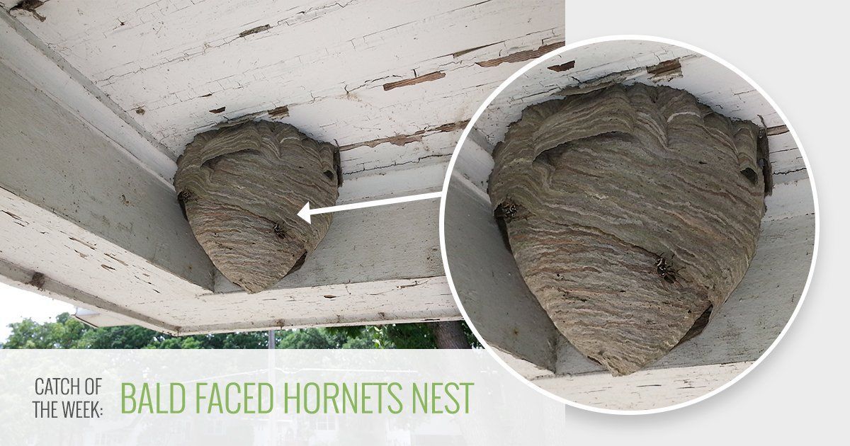 A gray, papery, teardrop-shaped bald-faced hornet nest attached to the underside of a wooden porch.