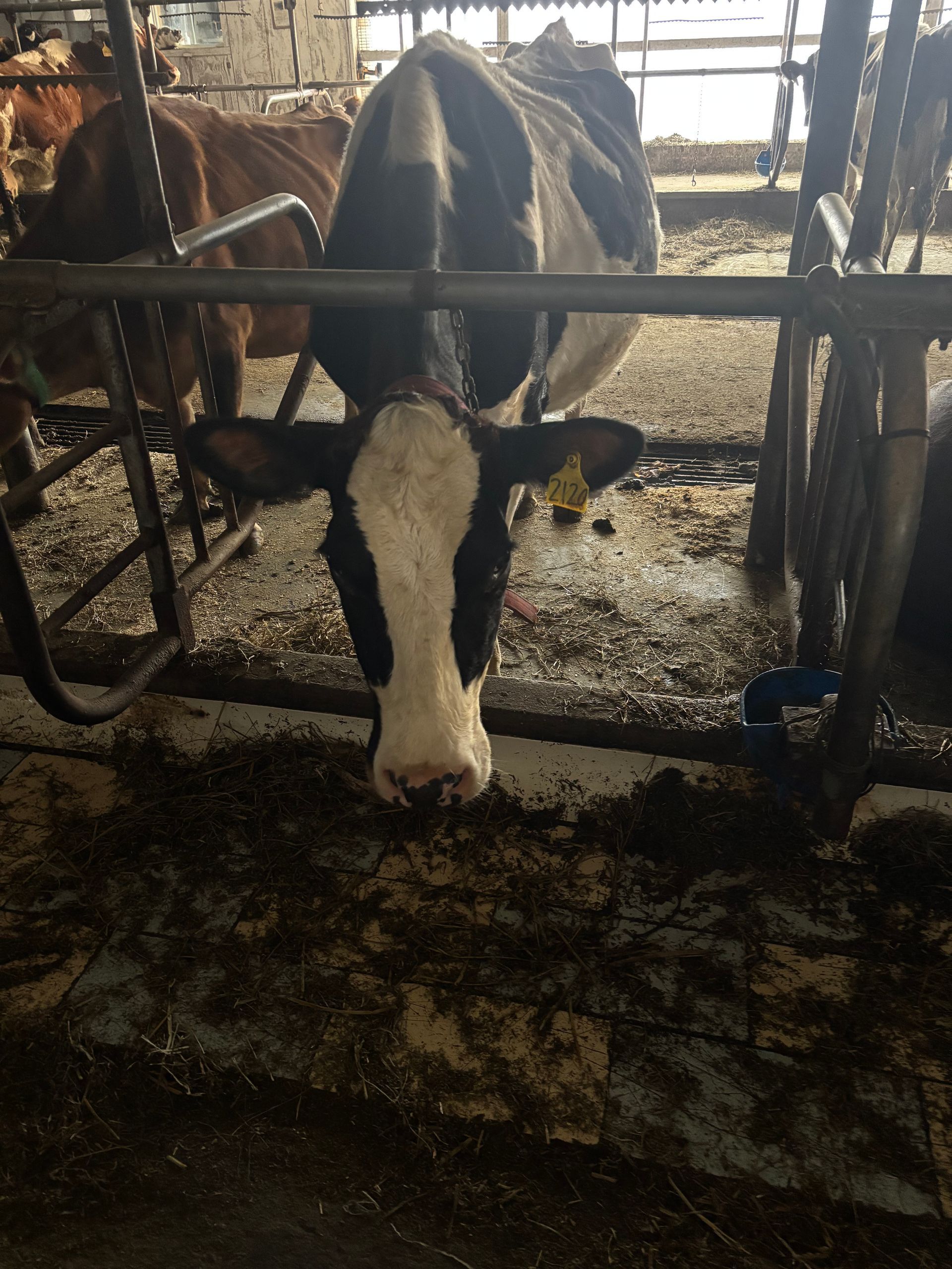 A black and white cow eats hay from a trough inside a barn stall.