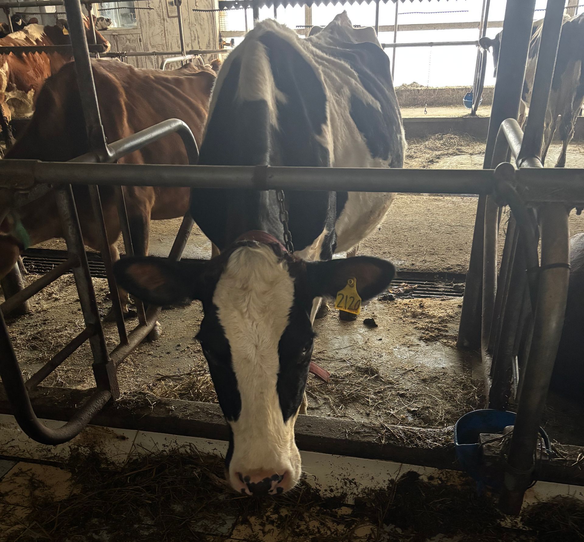 A black and white cow stands in a barn stall, facing the camera, while another cow is visible in the background.