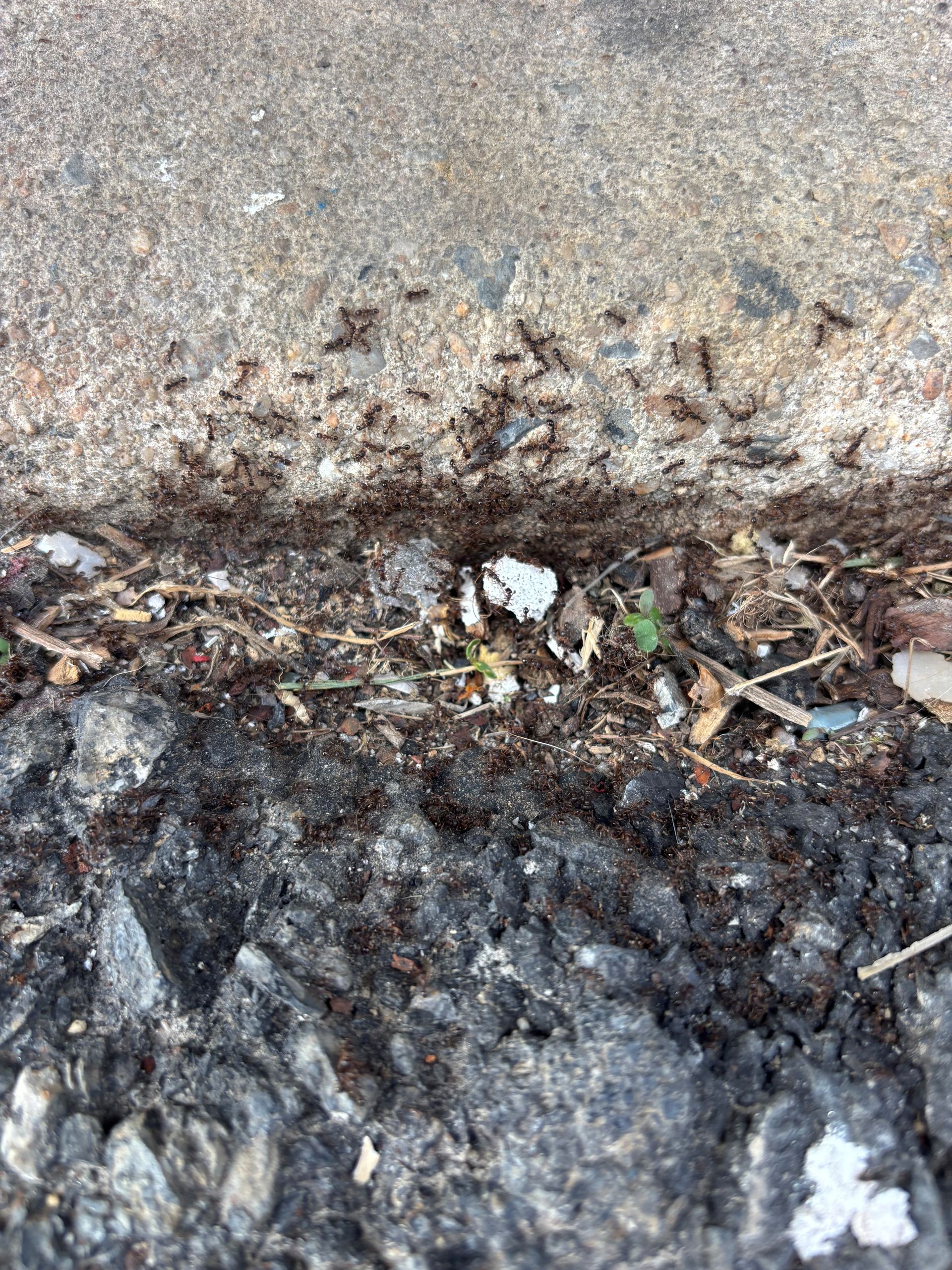 A large group of ants swarming along the boundary between a concrete sidewalk and dark, textured asphalt. A large group of ants swarming along the boundary between a concrete sidewalk and dark, textured asphalt.