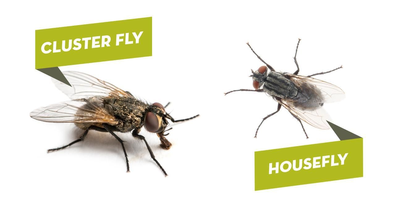 Side-by-side comparison of a cluster fly on the left and a housefly on the right, labeled with green text boxes.
