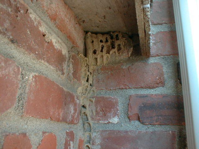 A light-colored, honeycomb-like insect nest tucked into the corner of a brick wall and a wooden frame.