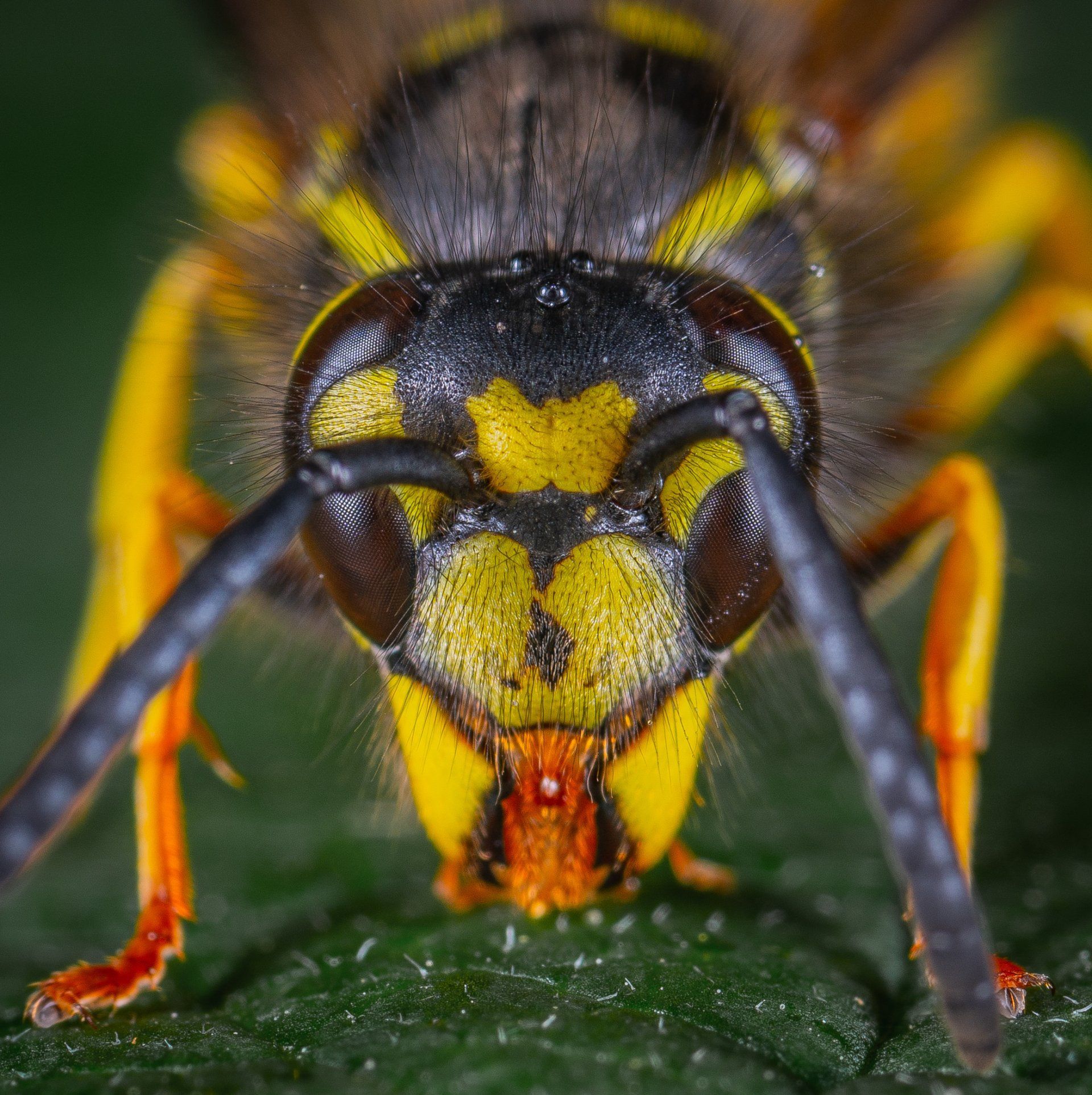 Extreme close-up of a yellow and black wasp face, showing its large dark eyes, antennae, and textured, vibrant markings.