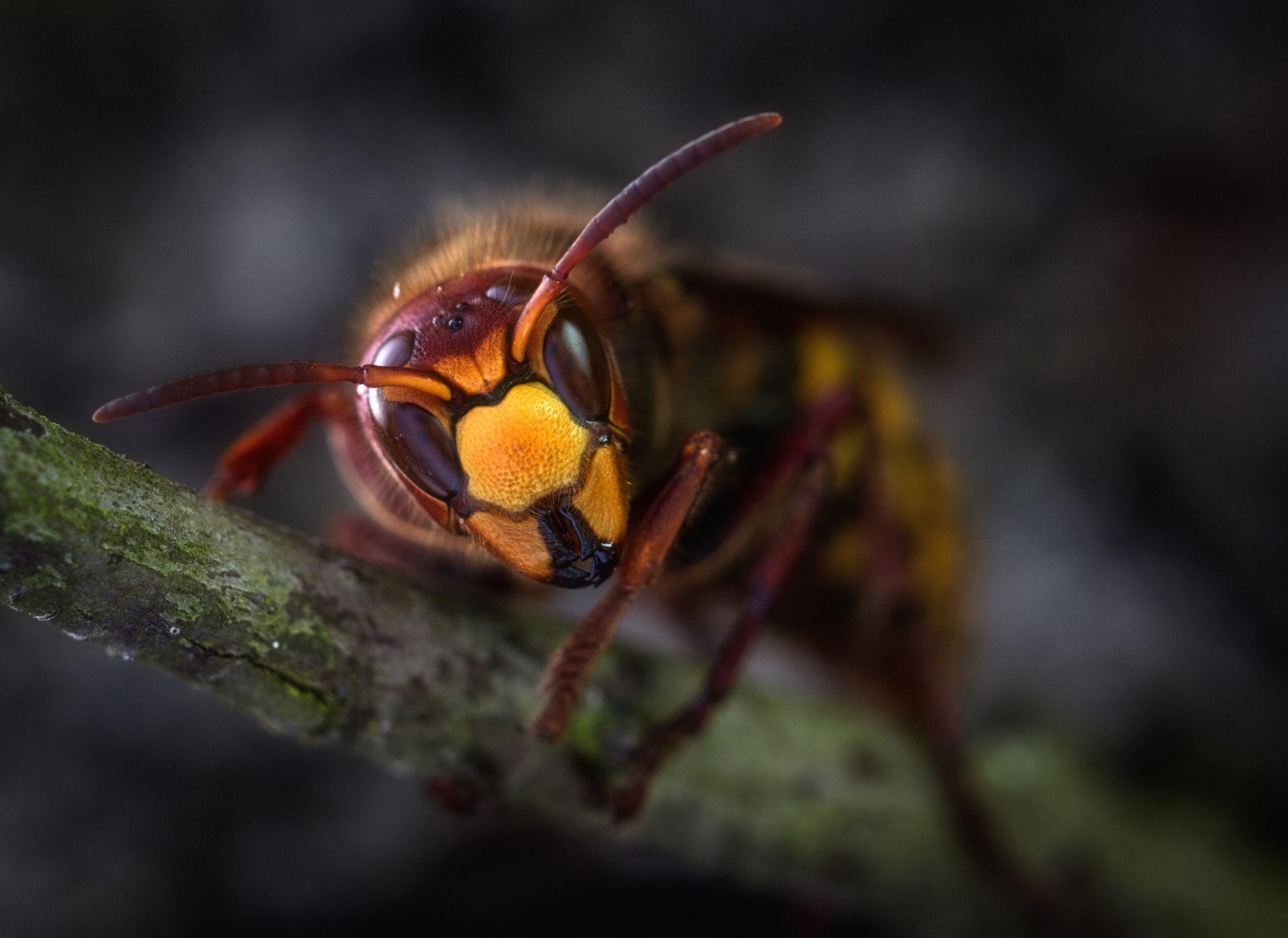 A close-up, front-facing view of a European hornet perched on a mossy twig against a blurred dark background.