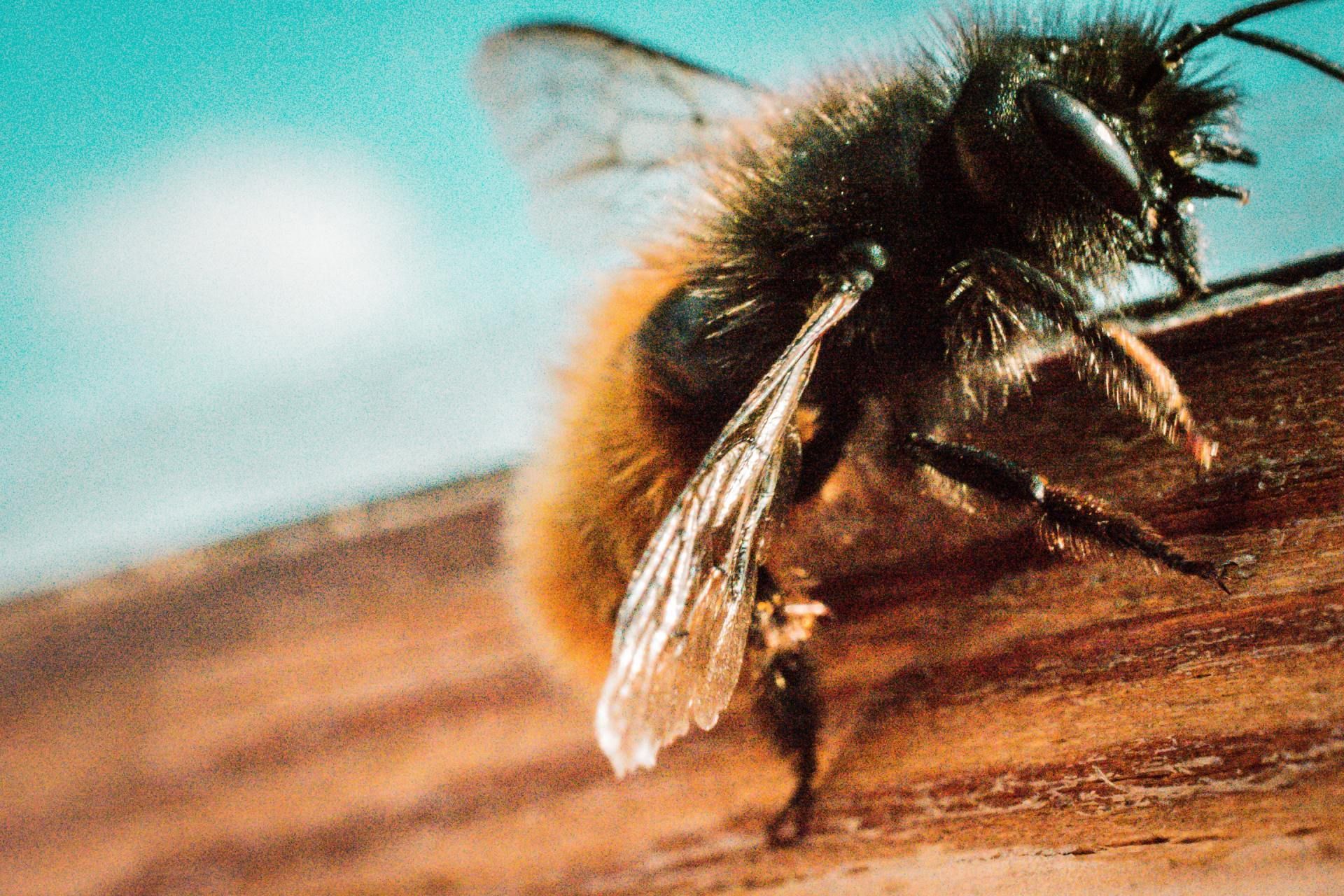 A fuzzy brown and black bee resting on a textured wooden surface against a bright blue sky.
