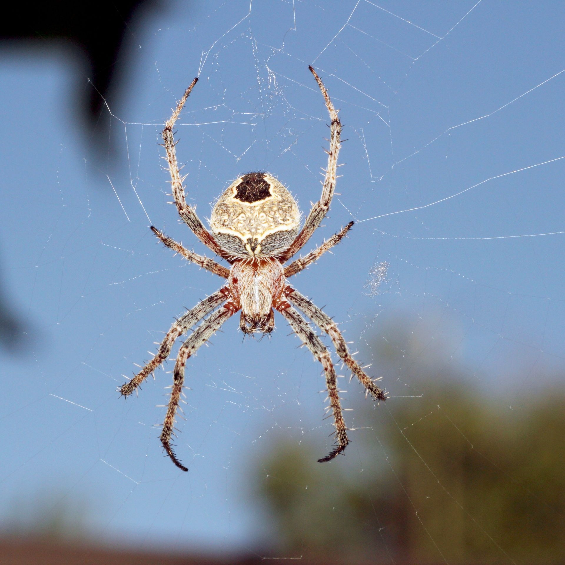 A large, light brown orb-weaver spider with a distinctive dark patch on its abdomen rests on a web against a blue sky.