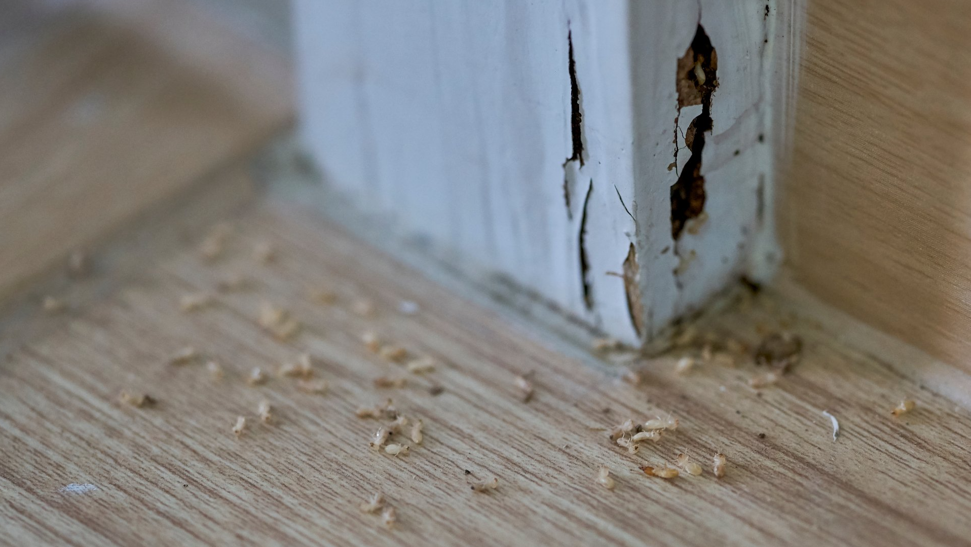 Close-up of a damaged, painted white door frame with wood shavings scattered on the floor, suggesting pest infestation.