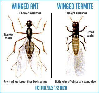 Comparison chart showing differences between winged ants and winged termites regarding antennae, waists, and wing sizes.