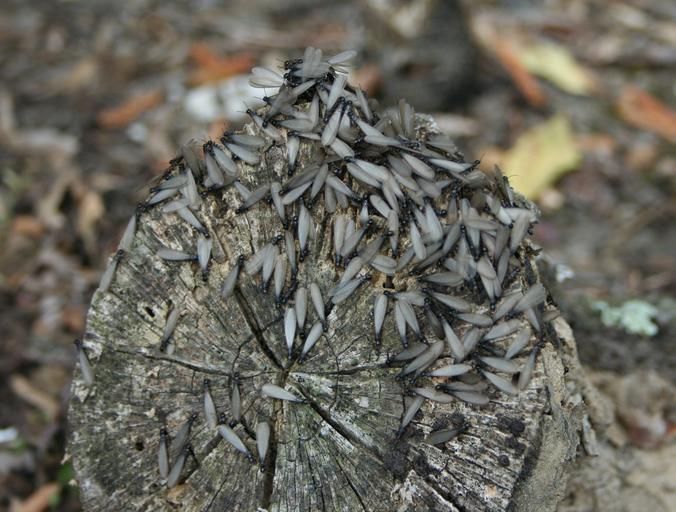 A swarm of winged termites gathered on top of a weathered, circular wooden log stump in a natural outdoor setting.