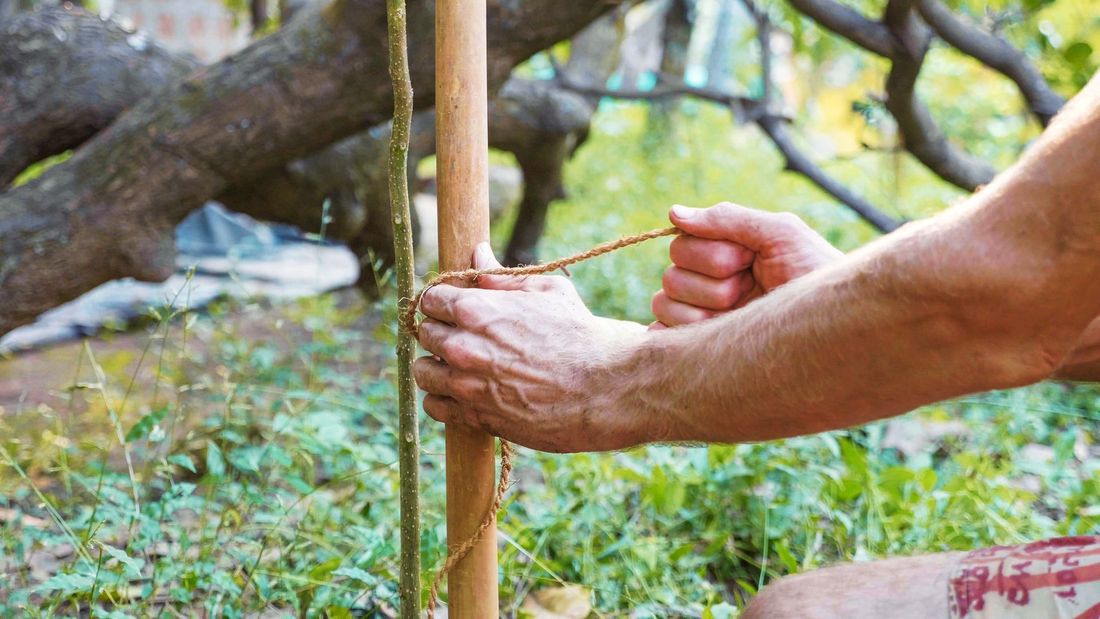 immagine tutori per ortaggi in bambù