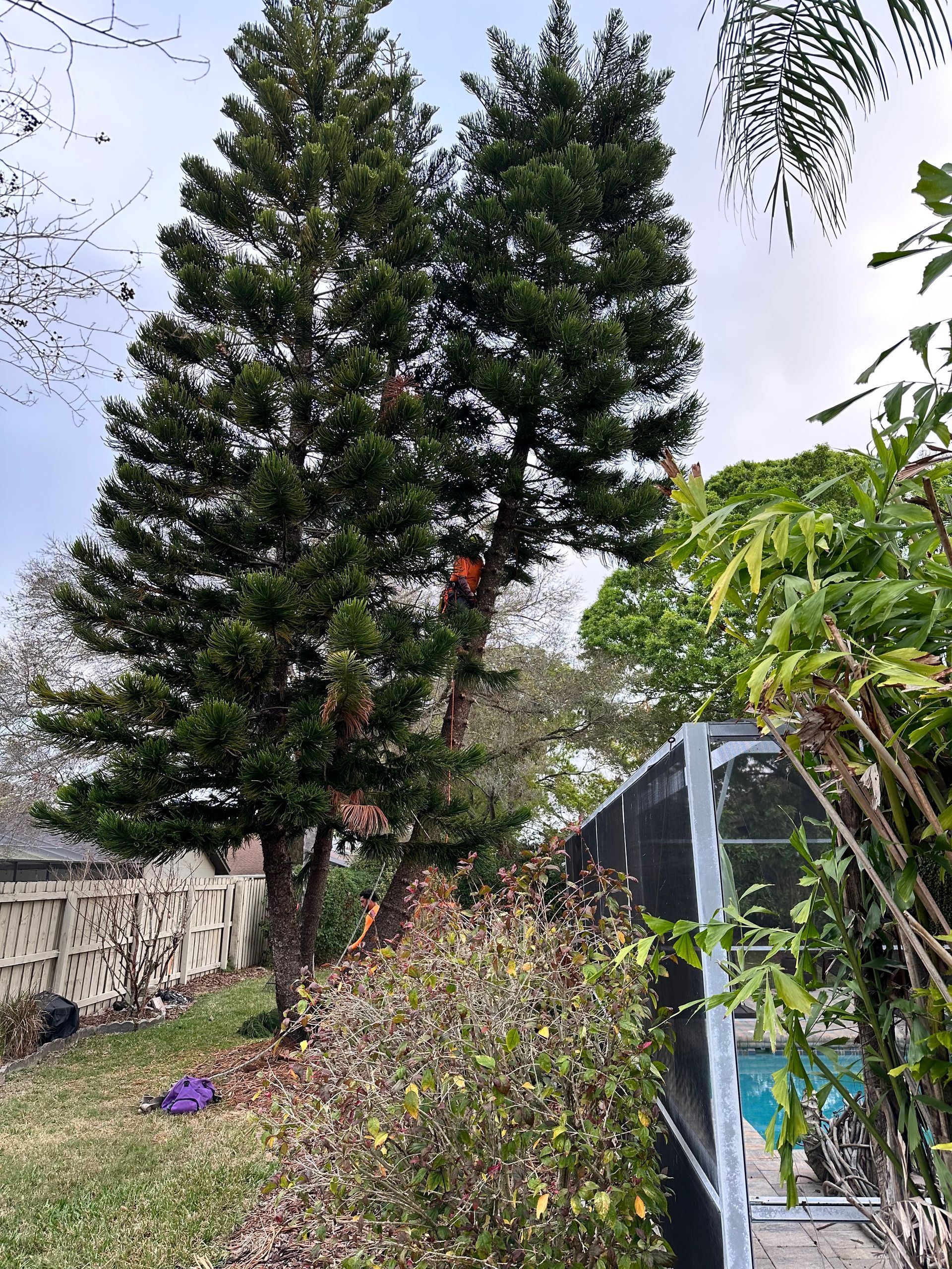 Tall evergreen trees with dense green foliage, with a person in an orange vest in one tree, set against a cloudy sky.