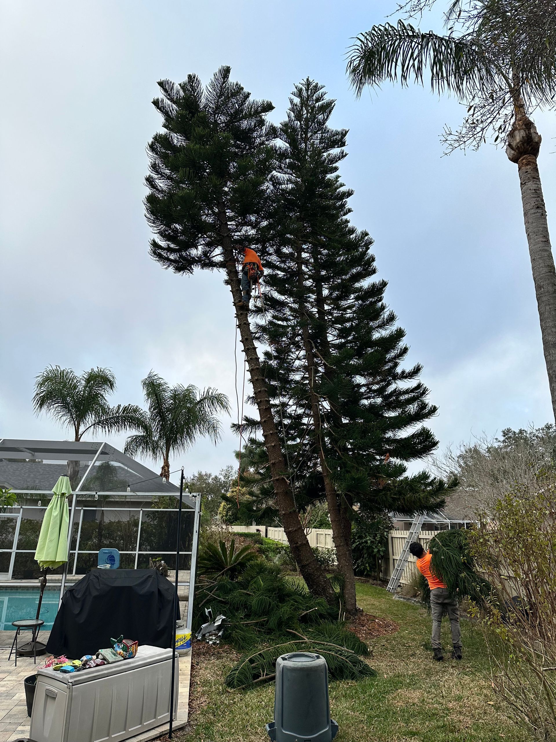 Two workers trimming a tall pine tree in a backyard with a pool. One worker is in the tree; the other is on the ground.