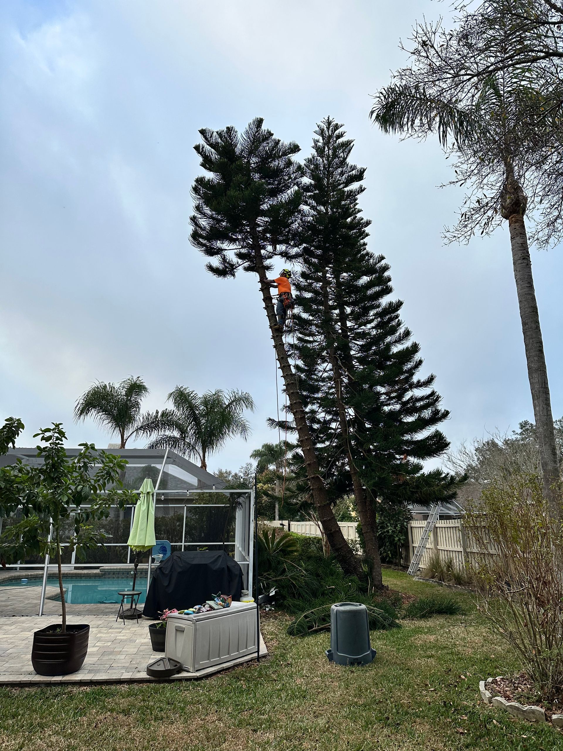 A person in orange shirt climbing a tall pine tree in a backyard, cloudy sky, near a pool.
