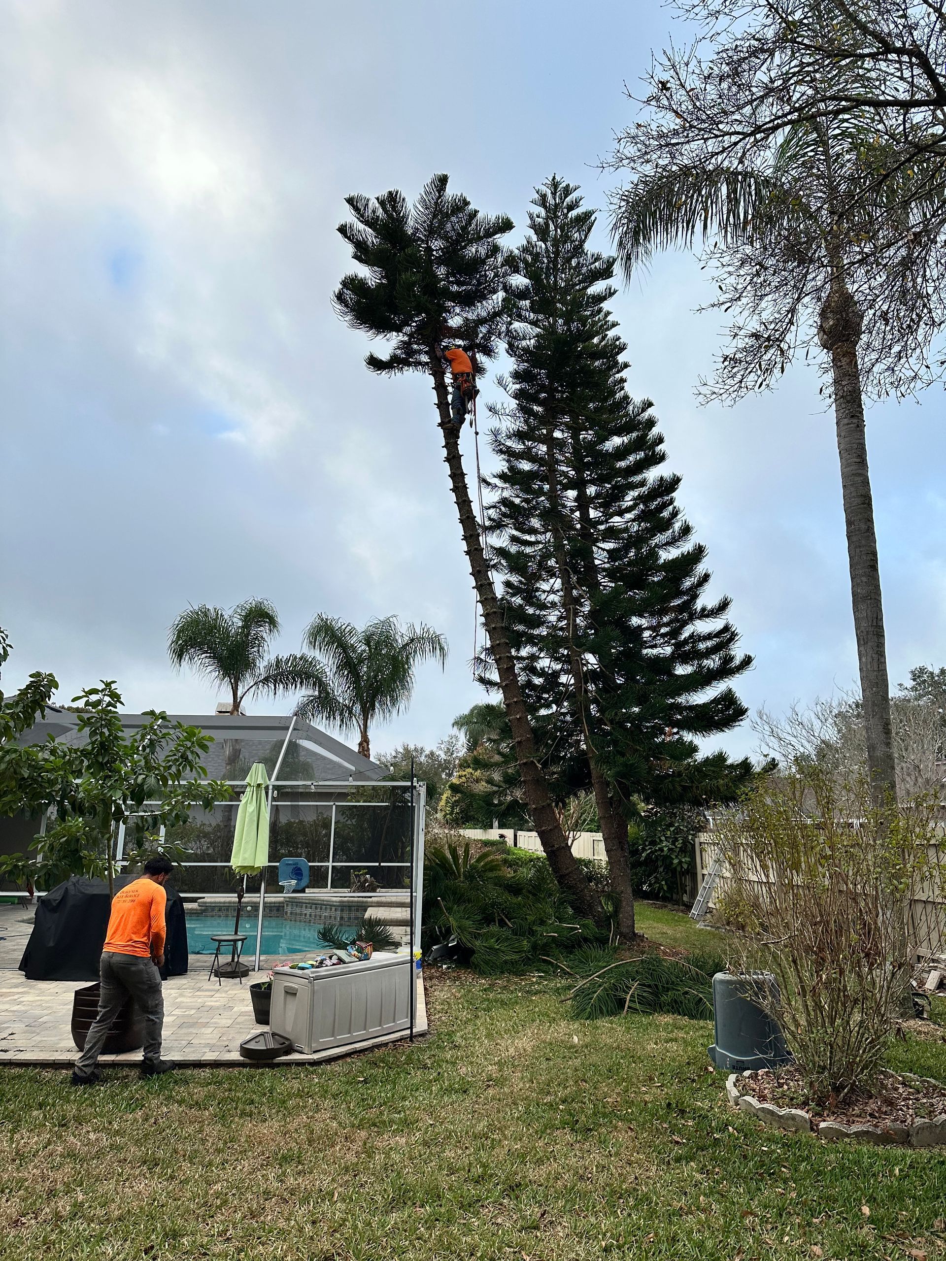 Man in orange working on tree, pool and house in the background. Sunny, outdoor setting.