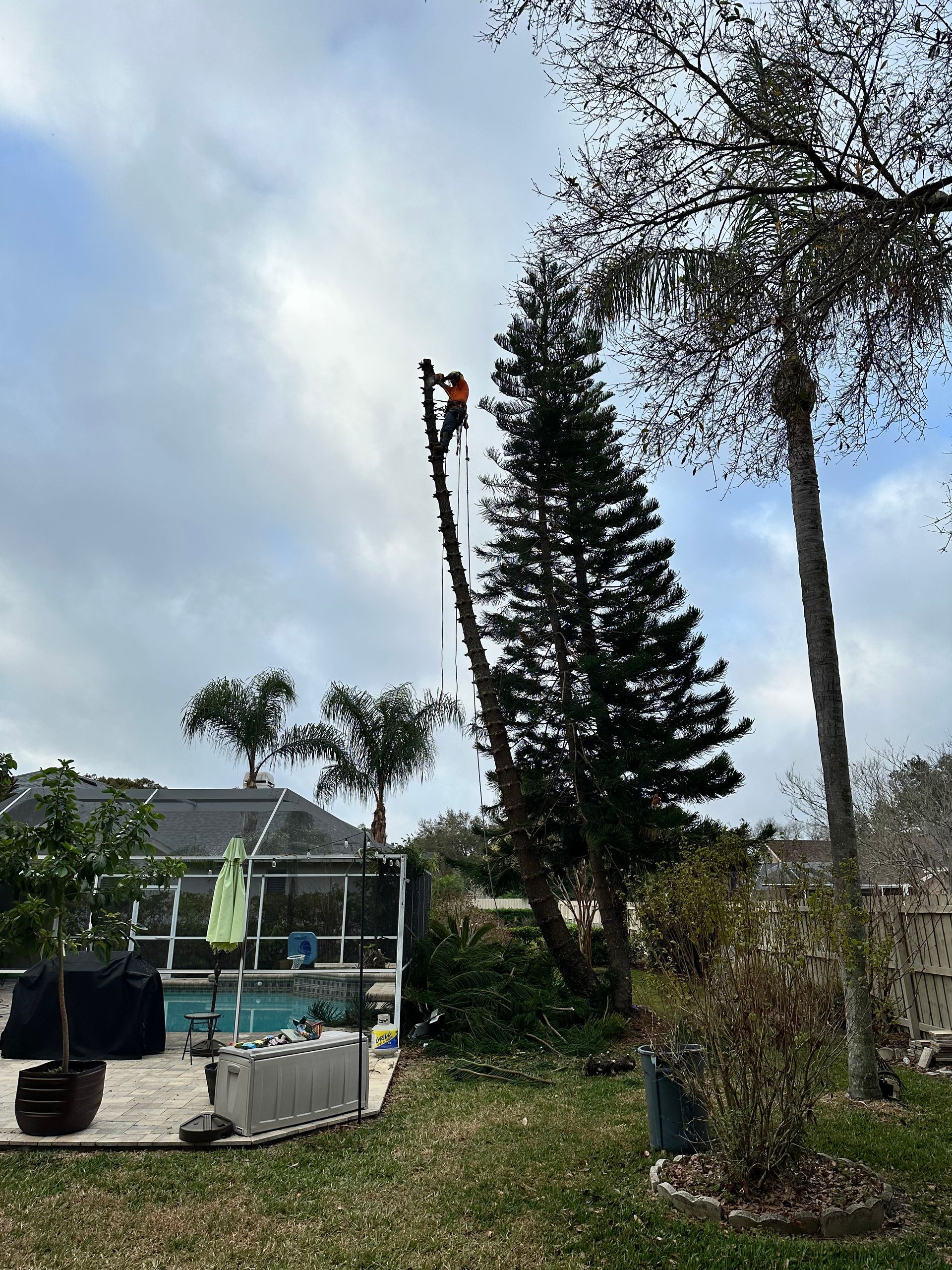 Arborist trimming a tall evergreen tree next to a pool under a cloudy sky.