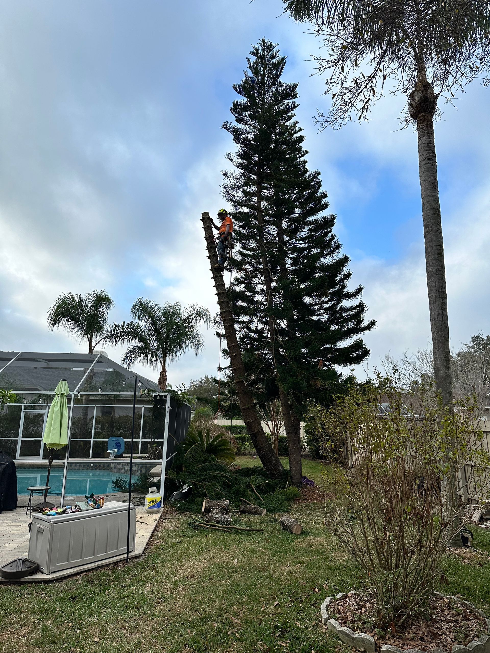 A person trims a tall evergreen tree near a pool. Blue sky, partly cloudy. Backyard setting.