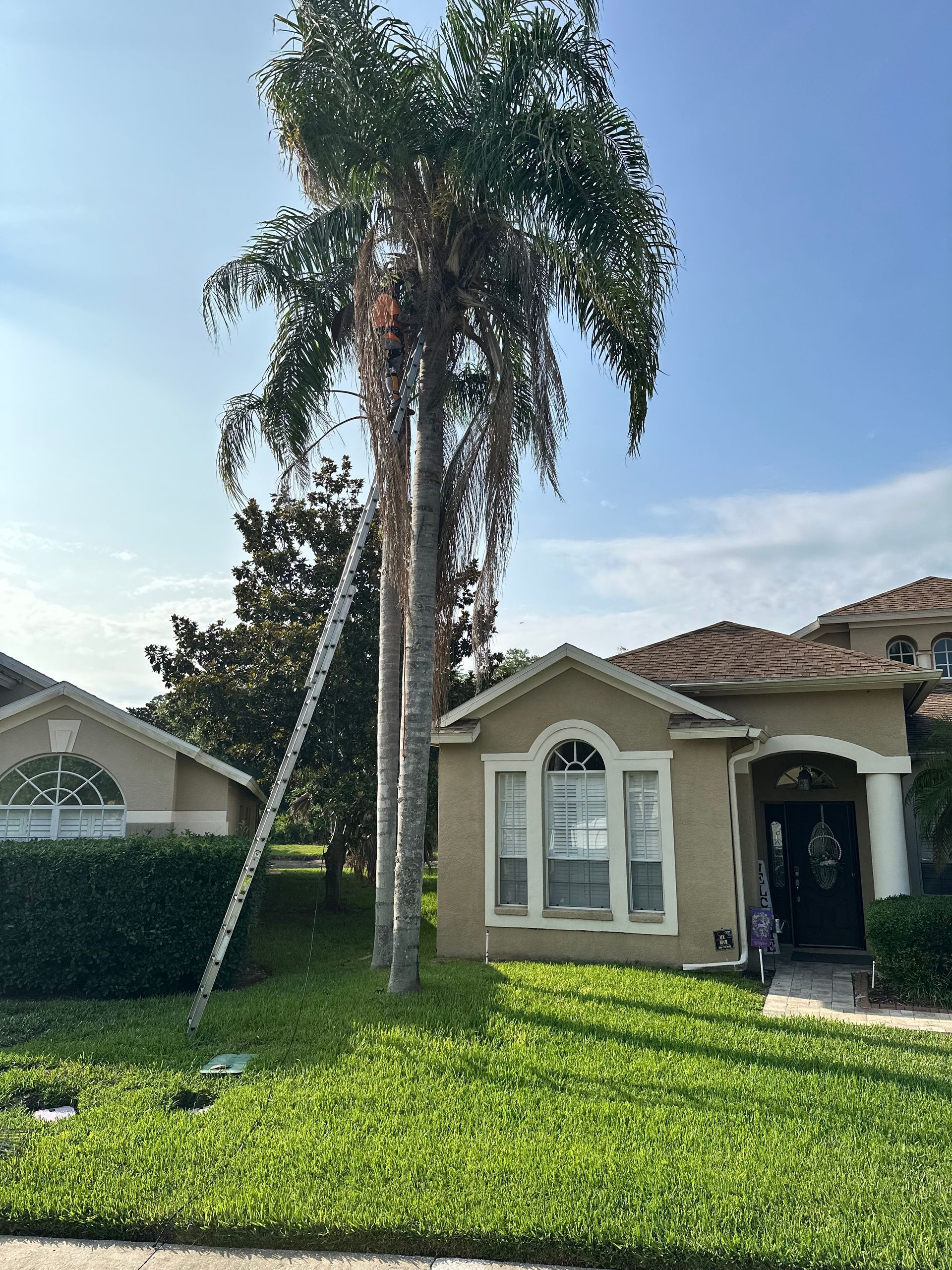 Ladder leaning against a tall palm tree next to a beige house with a green lawn. Blue sky in background.