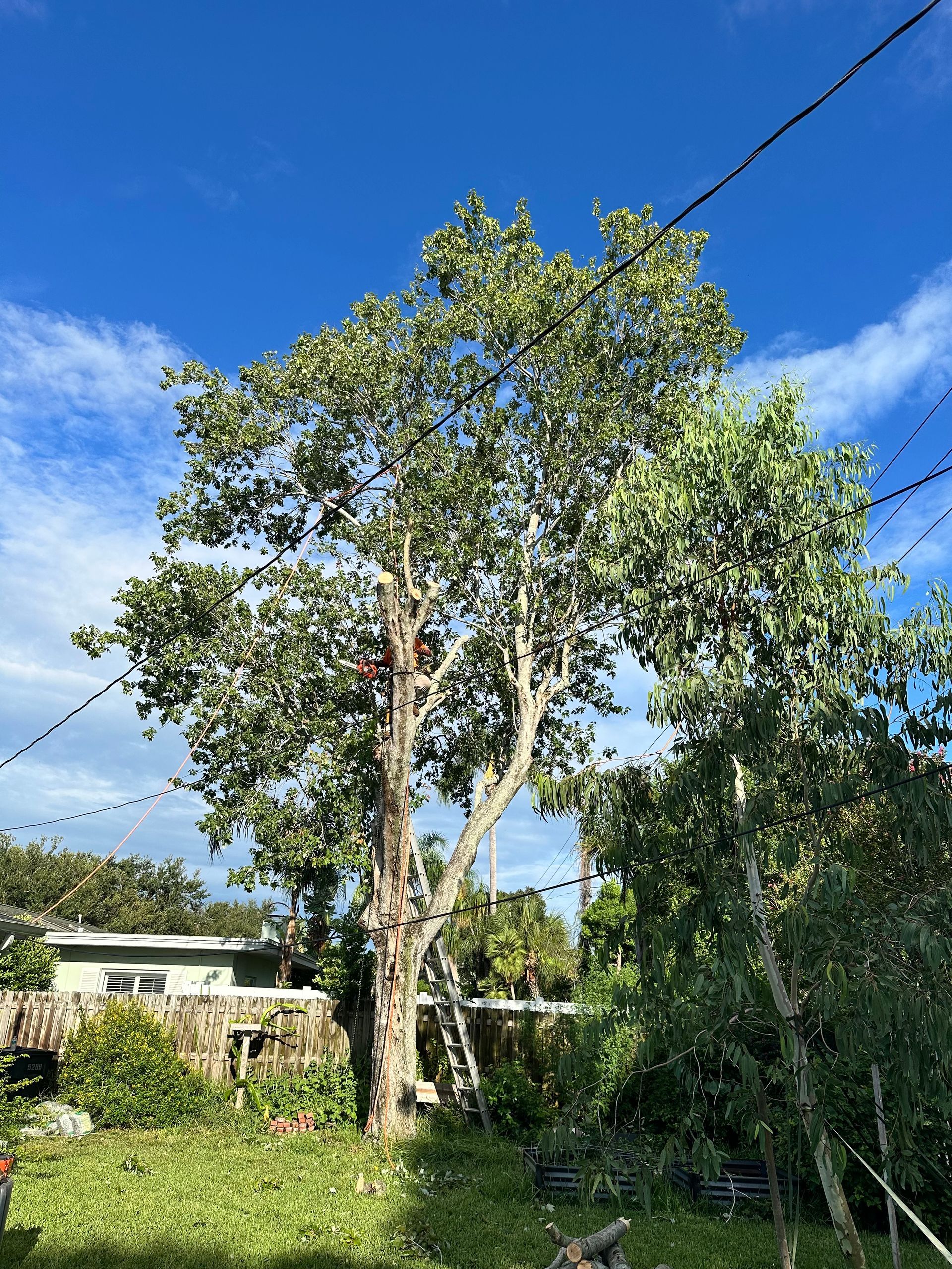 Tree being trimmed, person in harness on a ladder, trimming branches. Bright green foliage, blue sky.