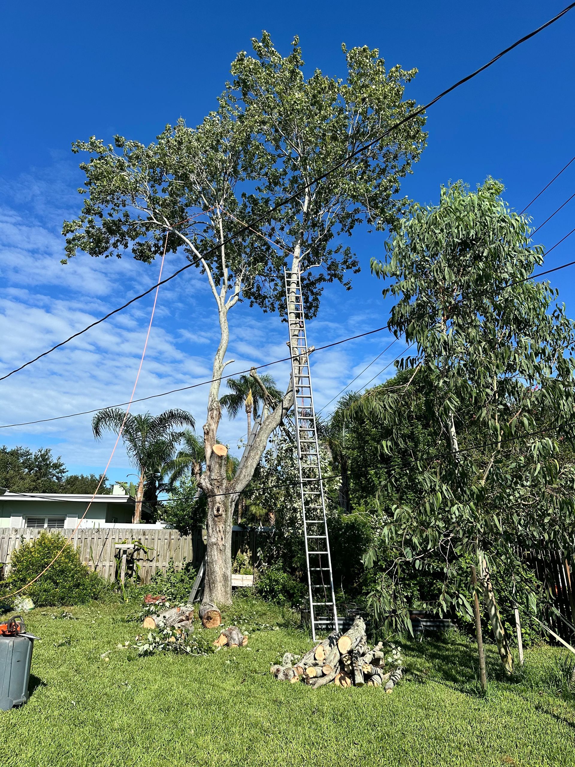 A tall tree being trimmed, ladder propped against it, with a blue sky background.