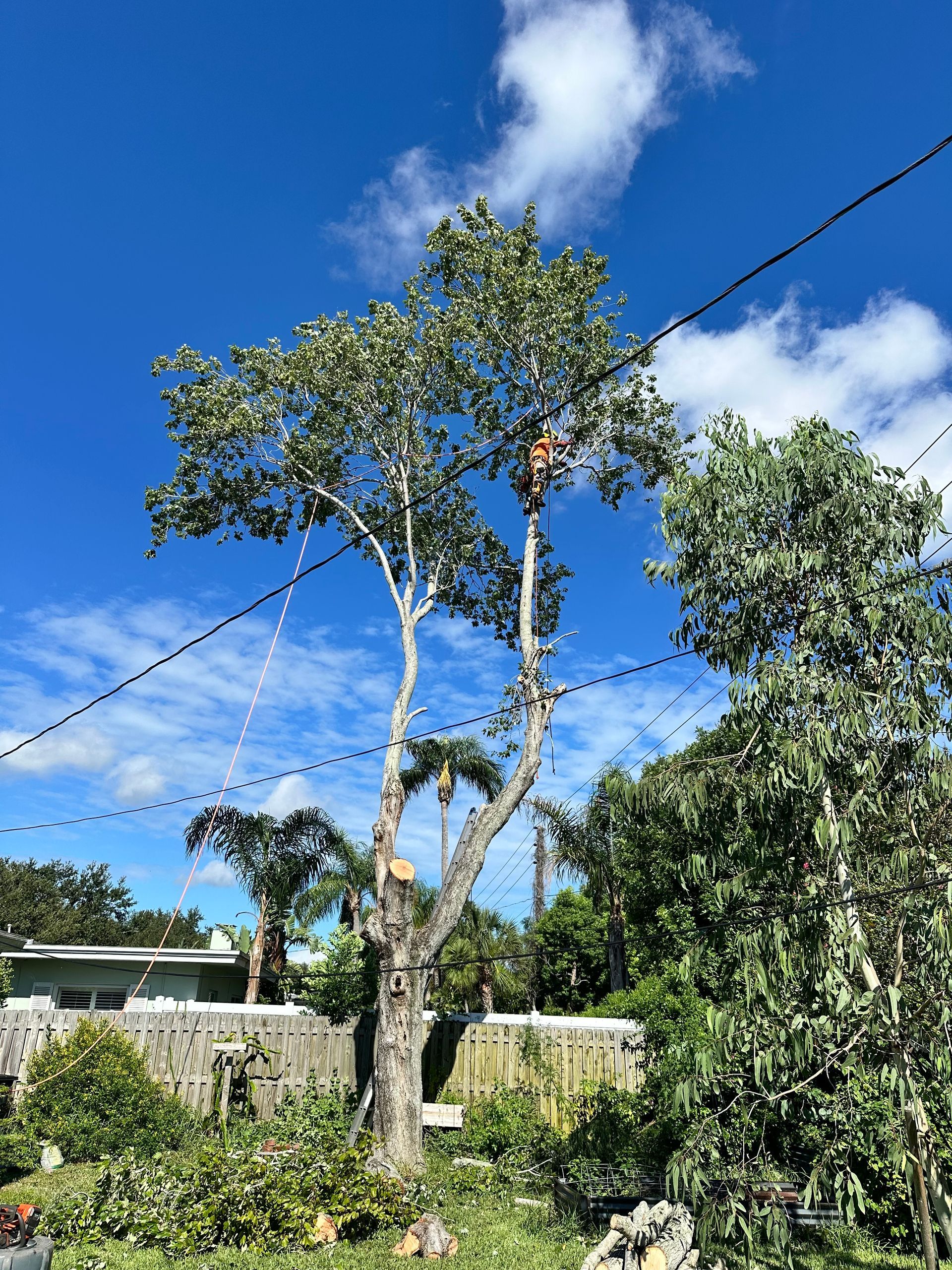 A tree being trimmed by a person with a harness, against a bright blue sky.