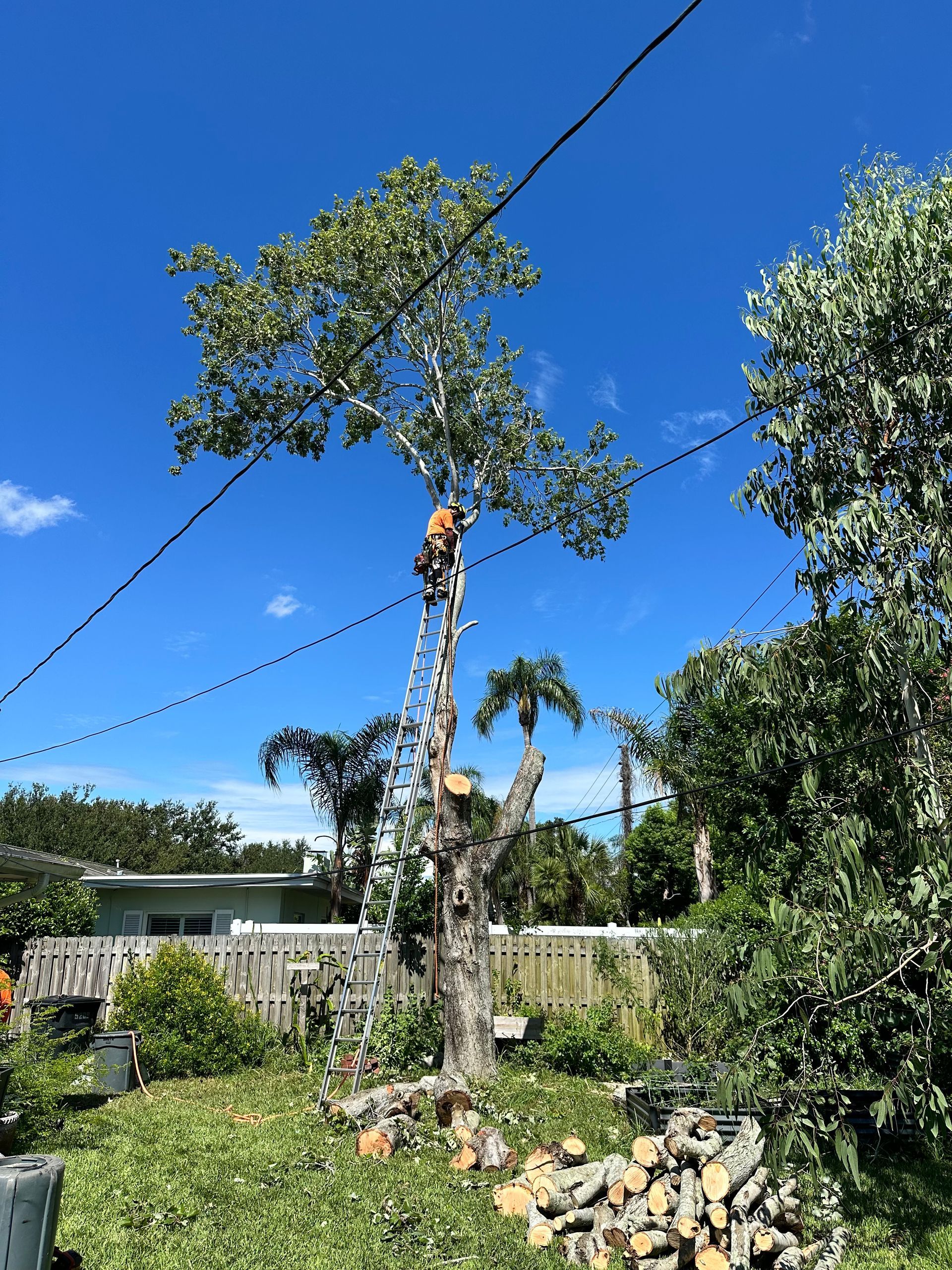 Arborist on tall tree, pruning branches near power lines, sunny day.
