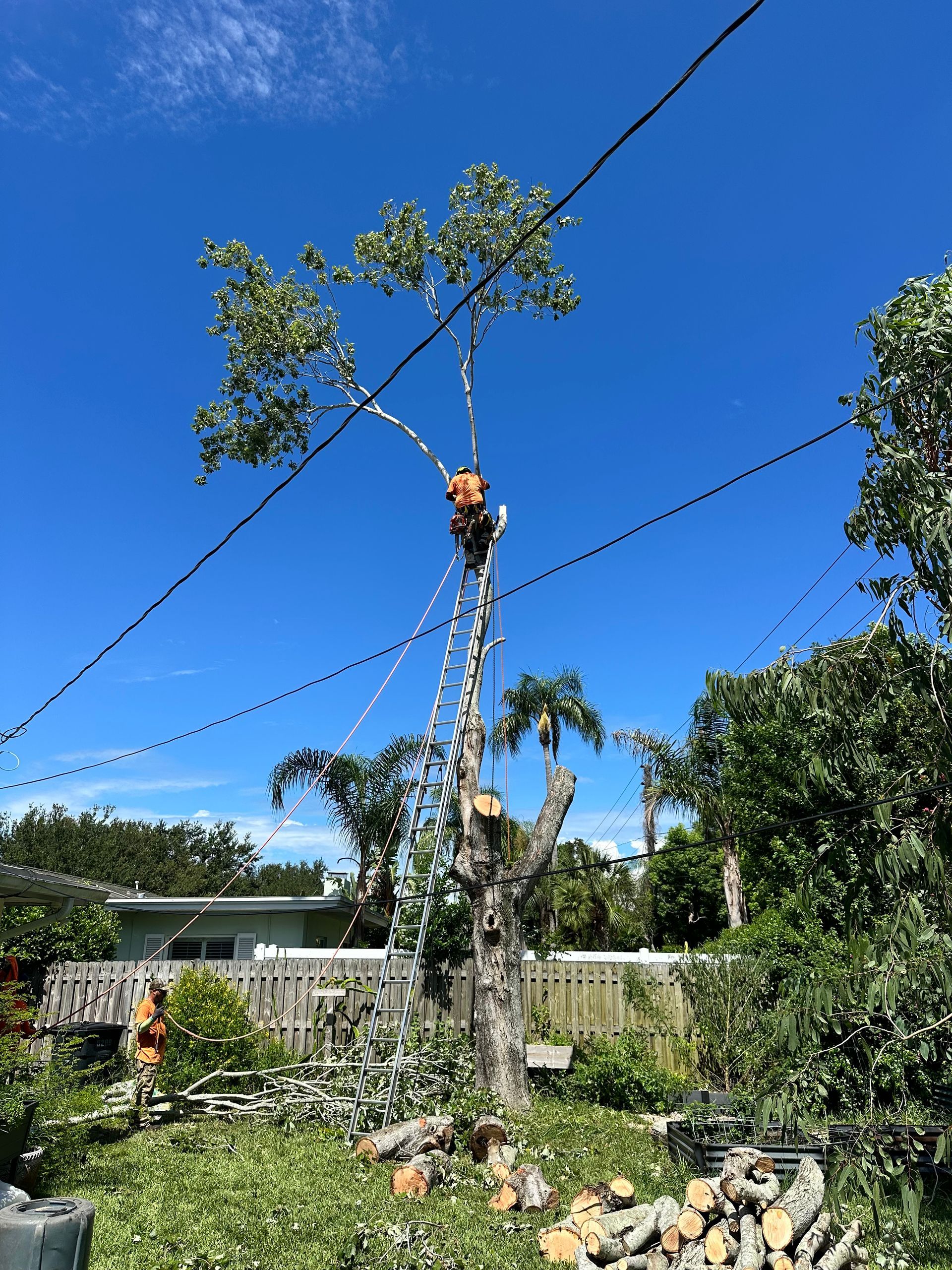 Man in tree cutting branches near power lines, sunny day.