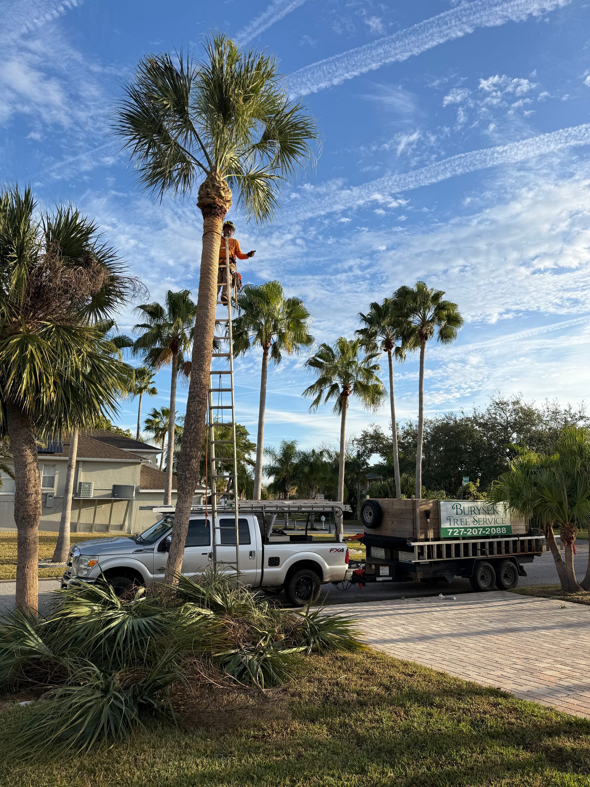 Two people trim a tall palm tree near a beige house; one is on a ladder.