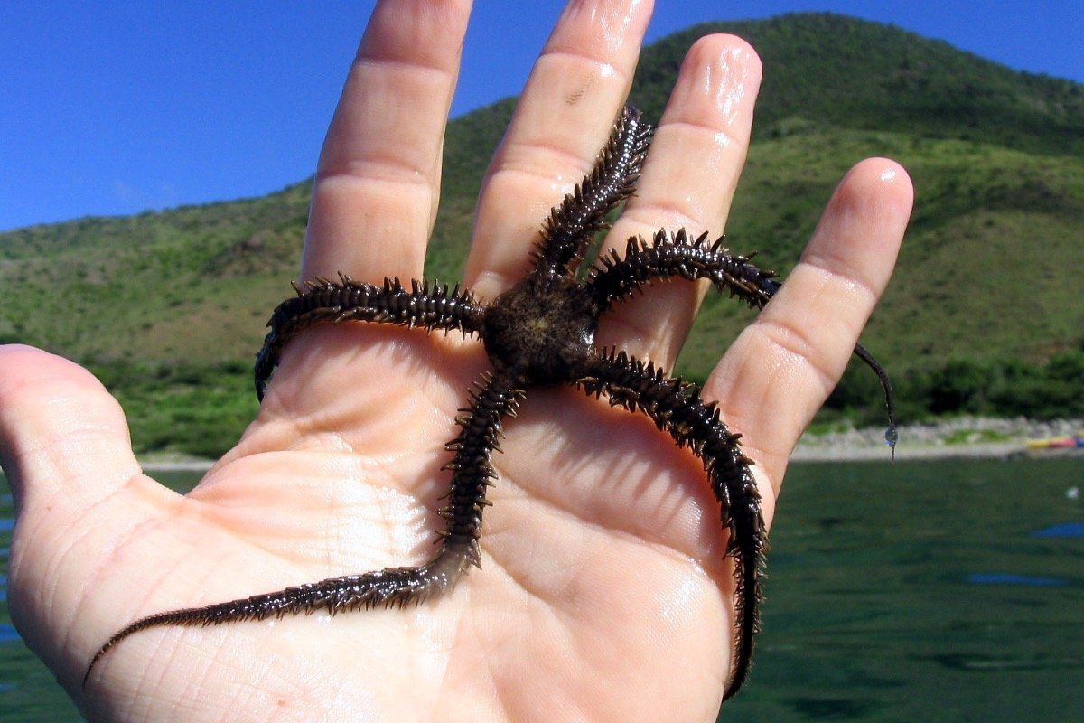 Starfish 