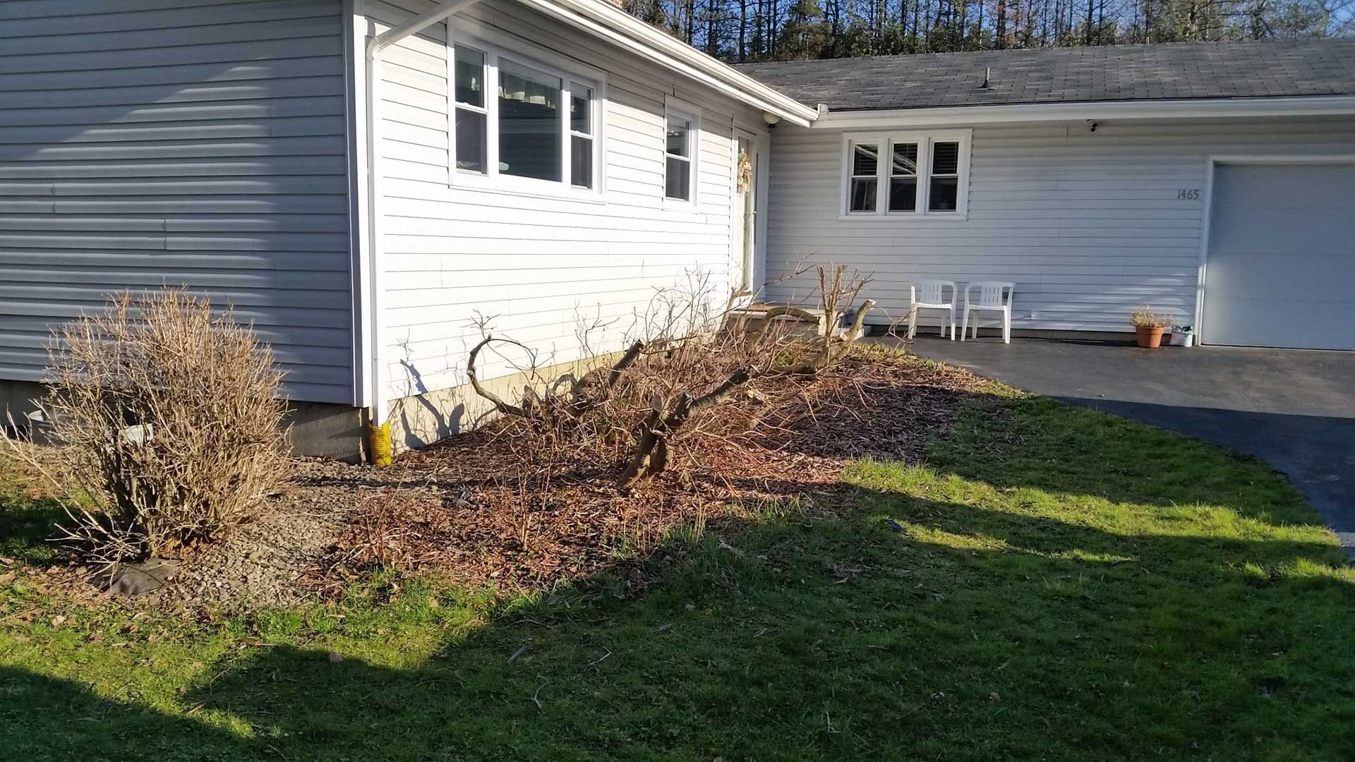 side of house with dead shrubs