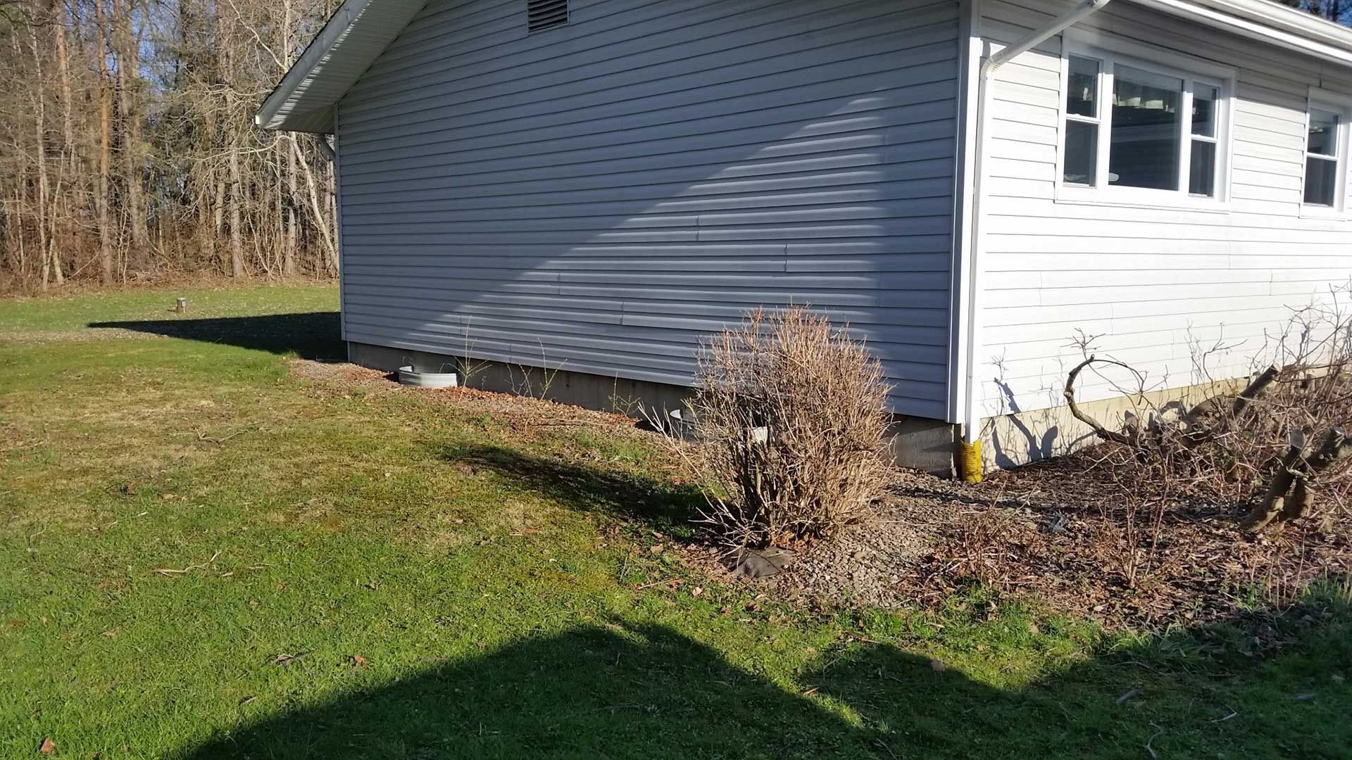 dead shrubs