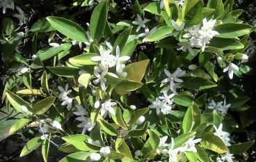Flora
